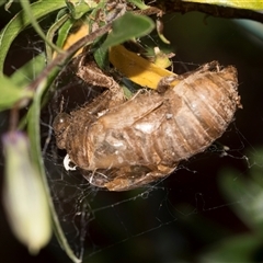 Psaltoda moerens (Redeye cicada) at Higgins, ACT - 29 Nov 2025 by AlisonMilton