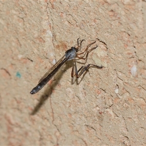 Leptogaster sp. (Thin-tailed robber fly) at Higgins, ACT - 27 Nov 2025 by AlisonMilton