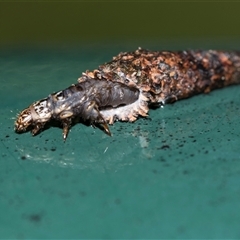 Conoeca or Lepidoscia (genera) IMMATURE (Unidentified Cone Case Moth larva, pupa, or case) at Higgins, ACT - 27 Nov 2025 by AlisonMilton