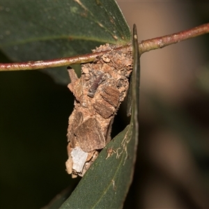 Psychidae (family) IMMATURE (Unidentified case moth or bagworm) at Higgins, ACT - Today by AlisonMilton