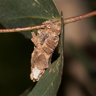 Psychidae (family) IMMATURE (Unidentified case moth or bagworm) at Higgins, ACT - 29 Nov 2025 by AlisonMilton