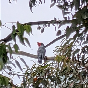 Callocephalon fimbriatum at Ainslie, ACT - Today by MandyandScott