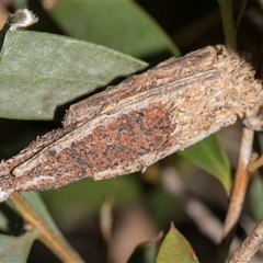 Trigonocyttara clandestina (Less-stick Case Moth) at Higgins, ACT - 29 Nov 2025 by AlisonMilton