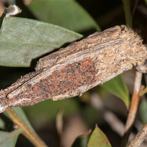 Trigonocyttara clandestina (Less-stick Case Moth) at Higgins, ACT - Today by AlisonMilton