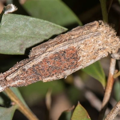 Trigonocyttara clandestina (Less-stick Case Moth) at Higgins, ACT - 29 Nov 2025 by AlisonMilton