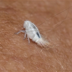 Scolypopa australis at Higgins, ACT - 29 Nov 2025 by AlisonMilton