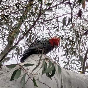 Callocephalon fimbriatum at Acton, ACT - Today by MandyandScott