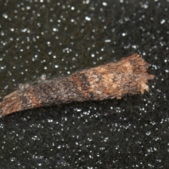 Conoeca or Lepidoscia (genera) IMMATURE at Higgins, ACT - 25 Nov 2025 by AlisonMilton