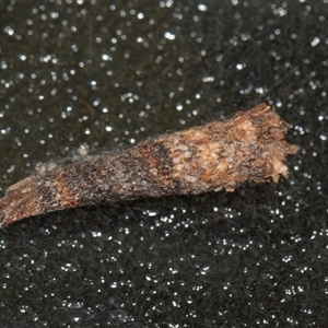 Conoeca or Lepidoscia (genera) IMMATURE at Higgins, ACT - 25 Nov 2025 by AlisonMilton