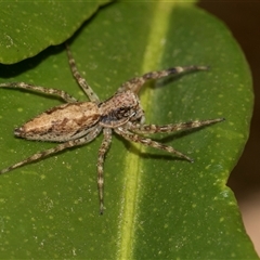 Helpis sp. (genus) (Unidentified Bronze Jumping Spider) at Higgins, ACT - 29 Nov 2025 by AlisonMilton