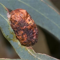 Fergusonina sp. (genus) at Gungahlin, ACT - 24 Nov 2025 by AlisonMilton