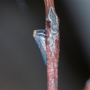 Unverified Leafhopper or planthopper (Hemiptera, several families) at Gungahlin, ACT - 24 Nov 2025 by AlisonMilton