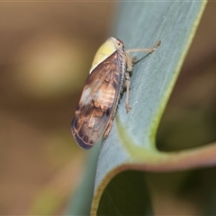Brunotartessus fulvus (Yellow-headed Leafhopper) at Gungahlin, ACT - 24 Nov 2025 by AlisonMilton