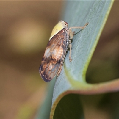 Brunotartessus fulvus (Yellow-headed Leafhopper) at Gungahlin, ACT - 24 Nov 2025 by AlisonMilton
