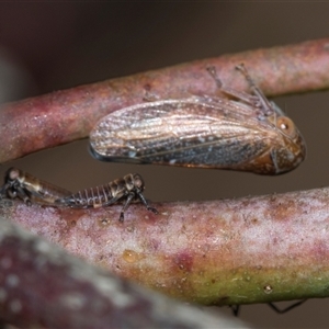 Unverified Leafhopper or planthopper (Hemiptera, several families) at Gungahlin, ACT - 24 Nov 2025 by AlisonMilton