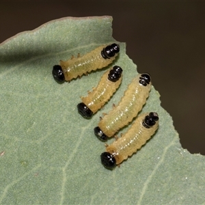 Paropsisterna cloelia (Eucalyptus variegated beetle) at Gungahlin, ACT - 24 Nov 2025 by AlisonMilton