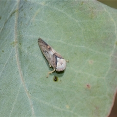 Brunotartessus fulvus at Gungahlin, ACT - 24 Nov 2025 by AlisonMilton