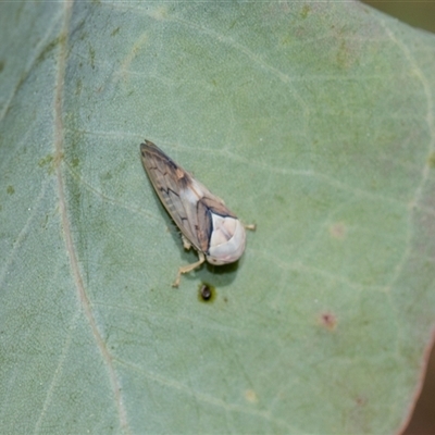 Brunotartessus fulvus at Gungahlin, ACT - 24 Nov 2025 by AlisonMilton