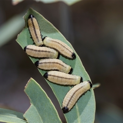 Paropsisterna cloelia (Eucalyptus variegated beetle) at Gungahlin, ACT - 24 Nov 2025 by AlisonMilton