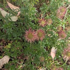 Acaena novae-zelandiae (Bidgee Widgee) at Cook, ACT - 29 Nov 2025 by TonyAshton