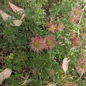 Unverified Plant at Cook, ACT - Today by TonyAshton
