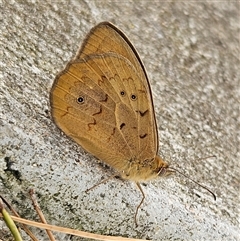 Heteronympha merope (Common Brown Butterfly) at Braidwood, NSW - 29 Nov 2025 by MatthewFrawley