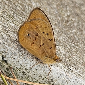 Heteronympha merope (Common Brown Butterfly) at Braidwood, NSW - Today by MatthewFrawley