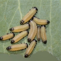 Paropsisterna cloelia (Eucalyptus variegated beetle) at Gungahlin, ACT - 24 Nov 2025 by AlisonMilton