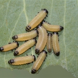 Paropsisterna cloelia (Eucalyptus variegated beetle) at Gungahlin, ACT - 24 Nov 2025 by AlisonMilton