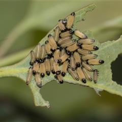 Paropsisterna cloelia (Eucalyptus variegated beetle) at Gungahlin, ACT - 24 Nov 2025 by AlisonMilton