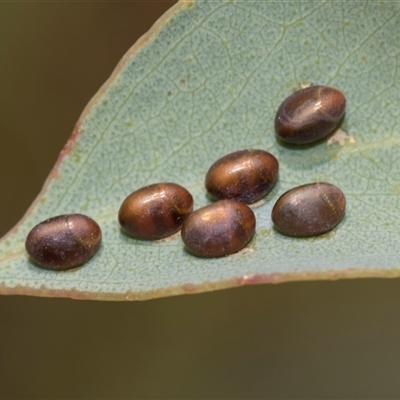 Unverified Insect at Gungahlin, ACT - 24 Nov 2025 by AlisonMilton