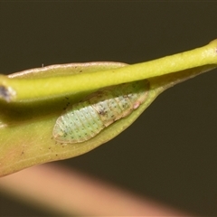 Ledrinae (subfamily) (A Flat-headed Leafhopper) at Ngunnawal, ACT - 24 Nov 2025 by AlisonMilton