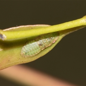 Ledrinae (subfamily) (A Flat-headed Leafhopper) at Ngunnawal, ACT - 24 Nov 2025 by AlisonMilton