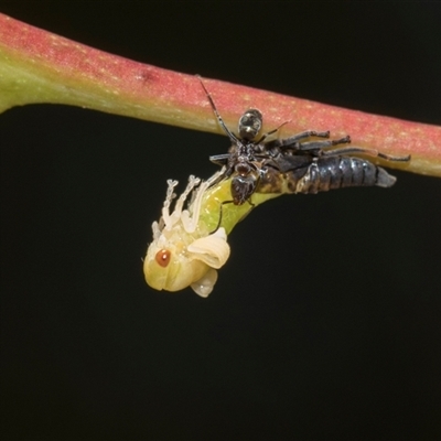 Unverified Leafhopper or planthopper (Hemiptera, several families) at Gungahlin, ACT - 24 Nov 2025 by AlisonMilton
