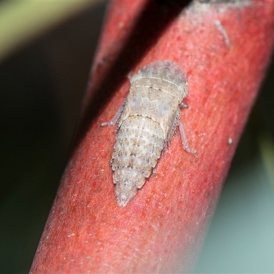 Ledrinae (subfamily) (A Flat-headed Leafhopper) at Gungahlin, ACT - 24 Nov 2025 by AlisonMilton