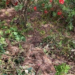 Asparagus asparagoides at Nicholls, ACT - 29 Nov 2025 by Rosie