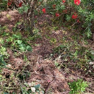 Asparagus asparagoides at Nicholls, ACT - Today by Rosie