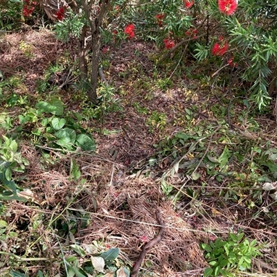 Asparagus asparagoides at Nicholls, ACT - 29 Nov 2025 by Rosie