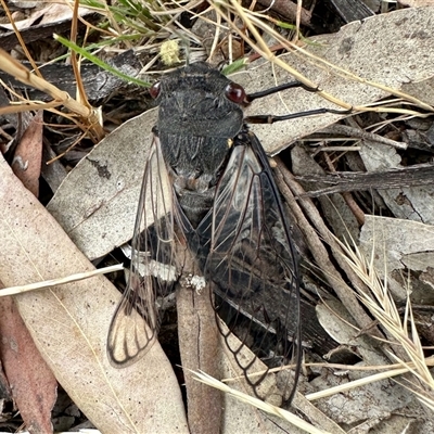 Psaltoda moerens (Redeye cicada) at Yarralumla, ACT - 29 Nov 2025 by KMcCue