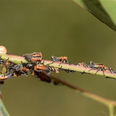 Eurymeloides sp. (genus) (Eucalyptus leafhopper) at Gungahlin, ACT - 24 Nov 2025 by AlisonMilton