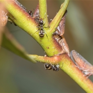Iridomyrmex sp. (genus) (Ant) at Gungahlin, ACT - 24 Nov 2025 by AlisonMilton