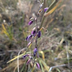 Dianella (genus) (Flax Lily) at Gungahlin, ACT - 28 Nov 2025 by chriselidie