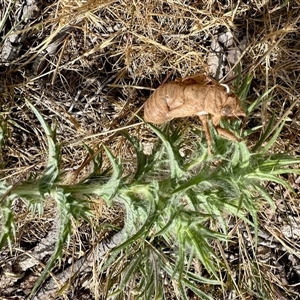 Psaltoda moerens (Redeye cicada) at Yarralumla, ACT - Today by KMcCue