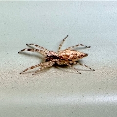 Helpis sp. (genus) (Unidentified Bronze Jumping Spider) at Aranda, ACT - 29 Nov 2025 by KMcCue