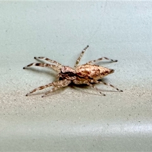 Helpis sp. (genus) (Unidentified Bronze Jumping Spider) at Aranda, ACT - Today by KMcCue