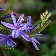 Caesia calliantha (Blue Grass-lily) at Forde, ACT - 28 Nov 2025 by Cmperman