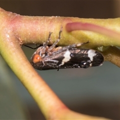 Eurymeloides punctata (Gumtree hopper) at Gungahlin, ACT - 24 Nov 2025 by AlisonMilton