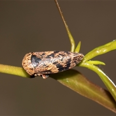 Eurymeloides adspersa (Gumtree hopper) at Gungahlin, ACT - 24 Nov 2025 by AlisonMilton