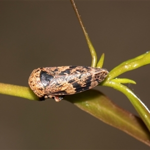Eurymeloides adspersa (Gumtree hopper) at Gungahlin, ACT - 24 Nov 2025 by AlisonMilton