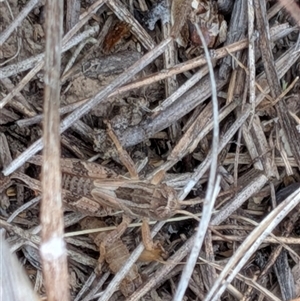 Brachyexarna lobipennis (Stripewinged meadow grasshopper) at Gungahlin, ACT - Yesterday by chriselidie